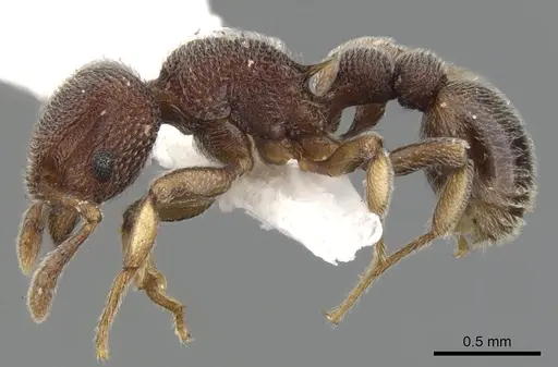 Tetramorium adpressum specimen