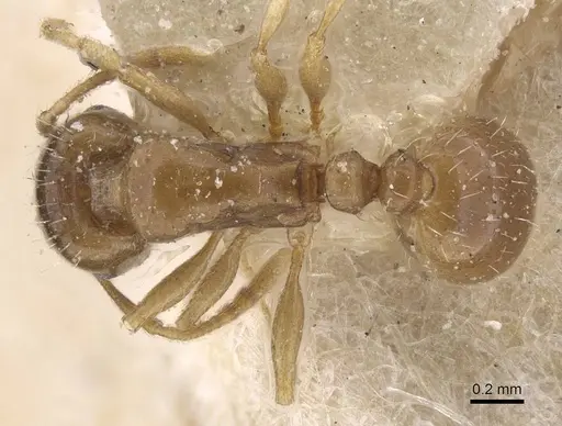 Tetramorium aegeum specimen