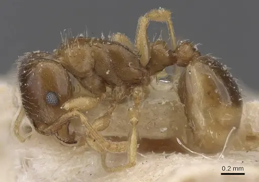 Tetramorium aegeum specimen