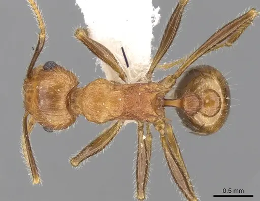 Tetramorium africanum specimen