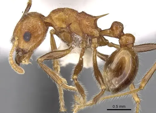 Tetramorium africanum specimen