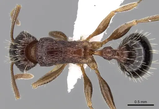 Tetramorium agile specimen