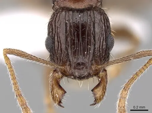 Tetramorium agile specimen