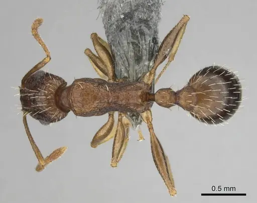 Tetramorium agile - CASENT0813991