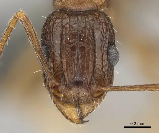 Tetramorium agile - CASENT0813991