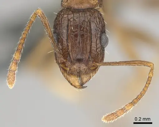 Tetramorium agile - CASENT0813991