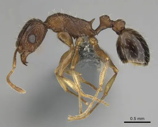 Tetramorium agile - CASENT0813991