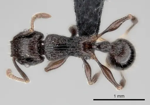 Tetramorium aherni specimen