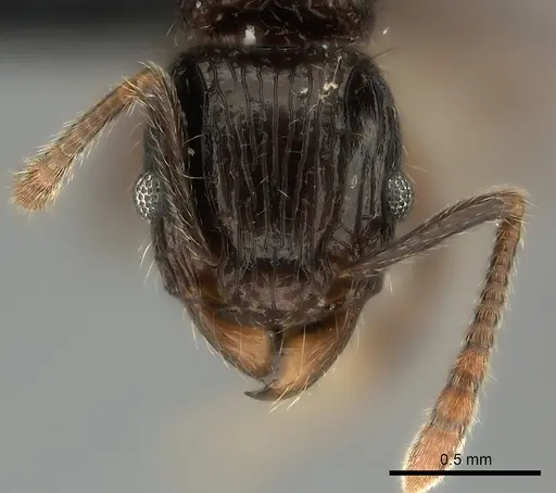 Tetramorium aherni specimen