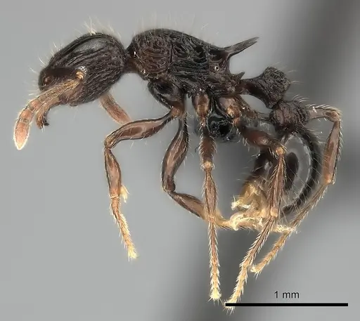 Tetramorium aherni specimen