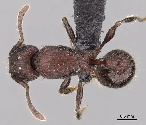 Tetramorium aherni - CASENT0045751