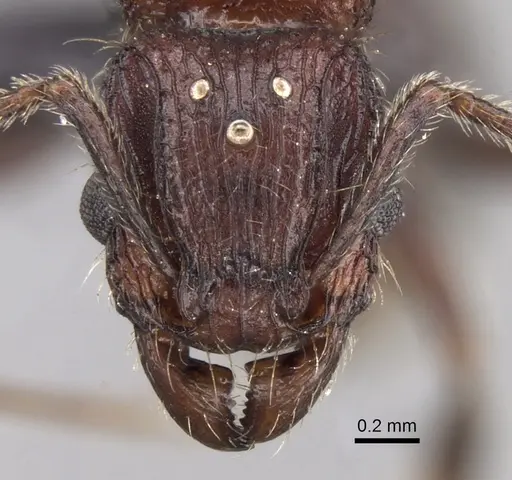 Tetramorium aherni - CASENT0045751