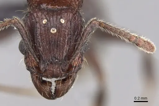 Tetramorium aherni - CASENT0045751