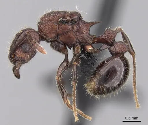 Tetramorium aherni - CASENT0045751