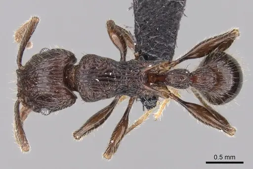 Tetramorium aherni - CASENT0045755