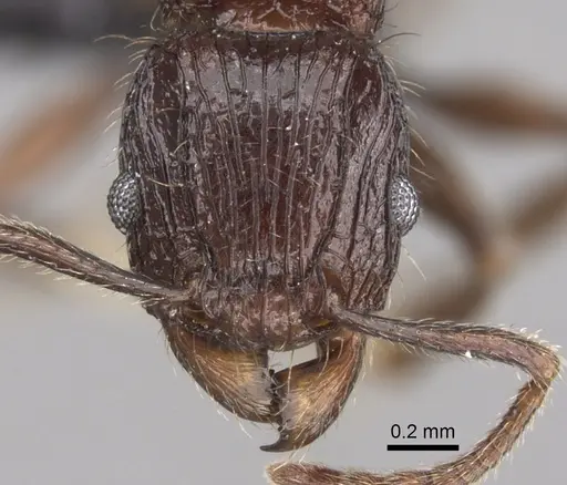 Tetramorium aherni - CASENT0045755