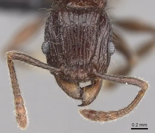 Tetramorium aherni - CASENT0045755