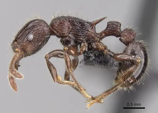 Tetramorium aherni - CASENT0045755