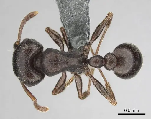 Tetramorium aisha specimen