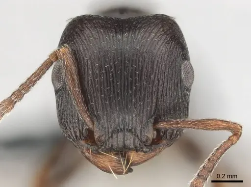 Tetramorium aisha specimen