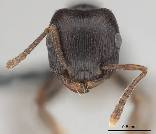 Tetramorium aisha specimen