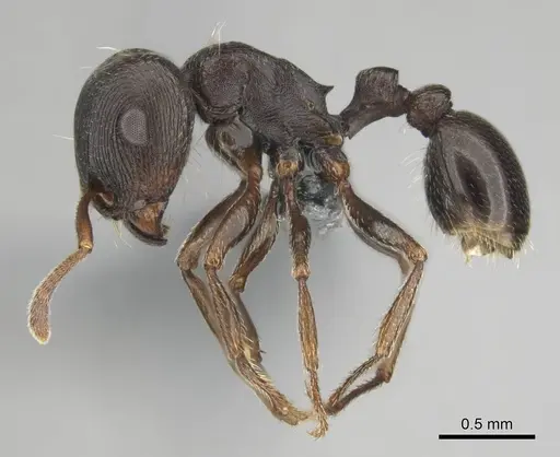 Tetramorium aisha - CASENT0812361