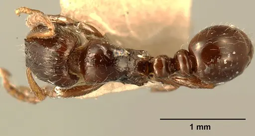 Tetramorium akengense specimen