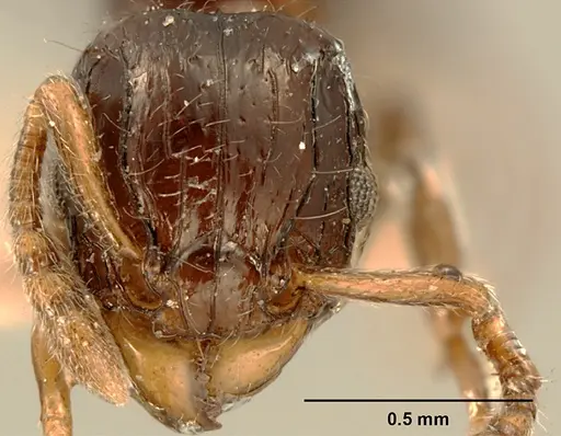 Tetramorium akengense specimen