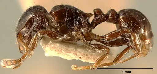 Tetramorium akengense specimen