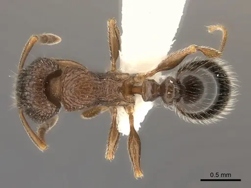 Tetramorium akermani specimen