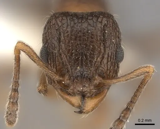 Tetramorium akermani specimen