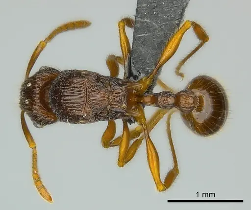 Tetramorium ala specimen