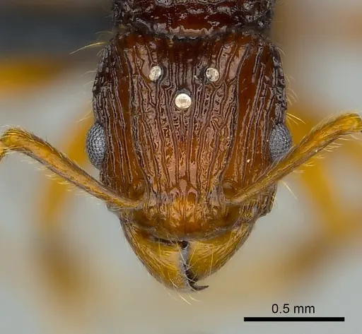 Tetramorium ala specimen