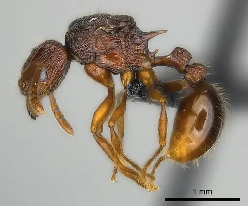 Tetramorium ala specimen