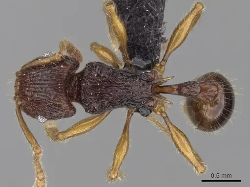 Tetramorium ala - CASENT0038473