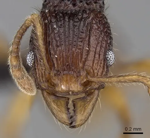 Tetramorium ala - CASENT0038473