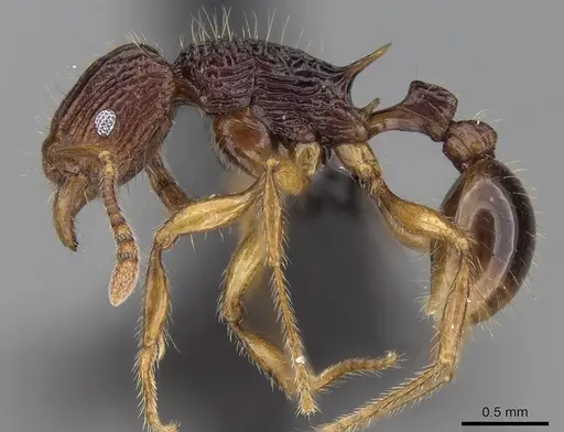 Tetramorium ala - CASENT0038473