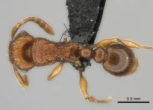 Tetramorium alperti specimen