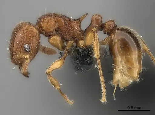 Tetramorium alperti specimen