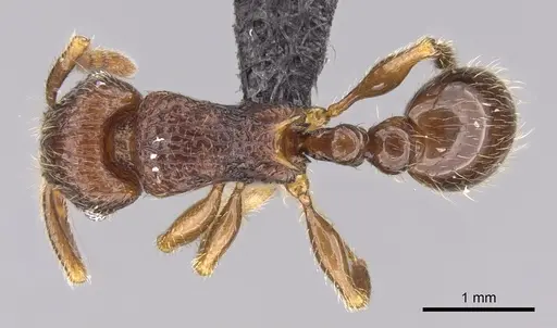 Tetramorium alperti - CASENT0042547