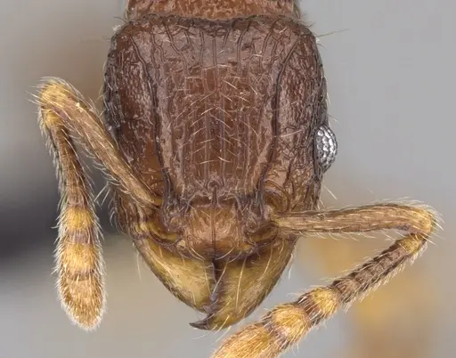 Tetramorium alperti - CASENT0042547