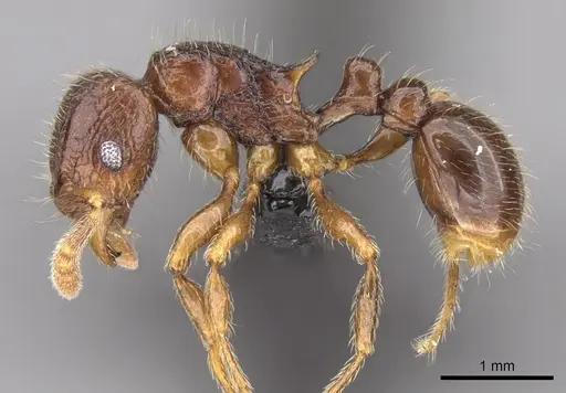 Tetramorium alperti - CASENT0042547