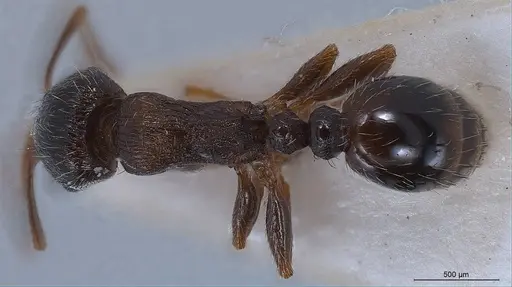 Tetramorium alpestre specimen