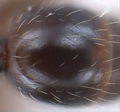 Tetramorium alpestre specimen