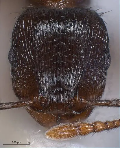 Tetramorium alpestre specimen