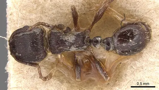 Tetramorium alternans specimen