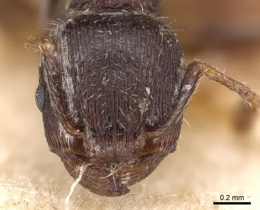Tetramorium alternans specimen
