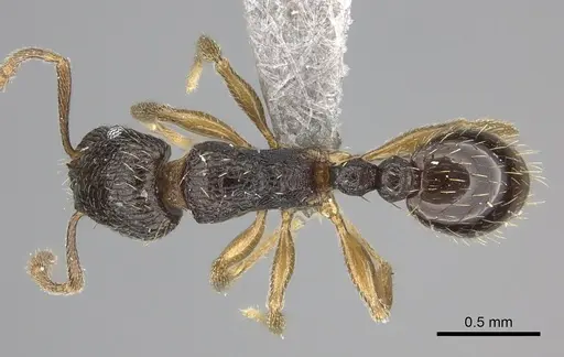 Tetramorium altivagans specimen