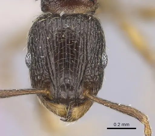 Tetramorium altivagans specimen