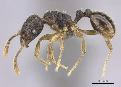 Tetramorium altivagans specimen
